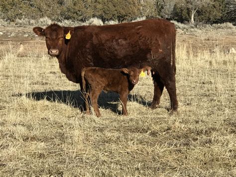 120 - Red Angus First Calf Pairs - Colorado