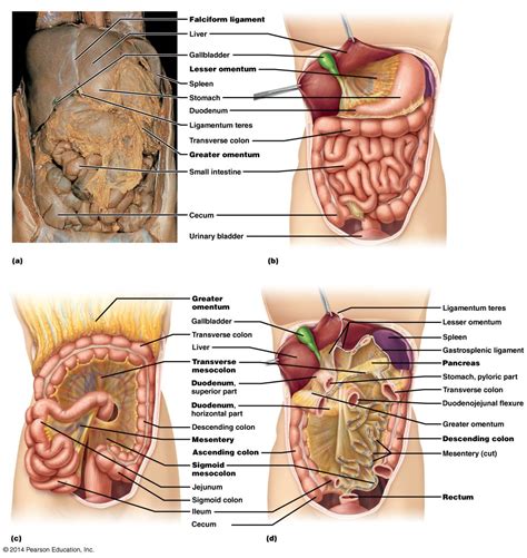 Anatomy Of The Human Stomach Diagram