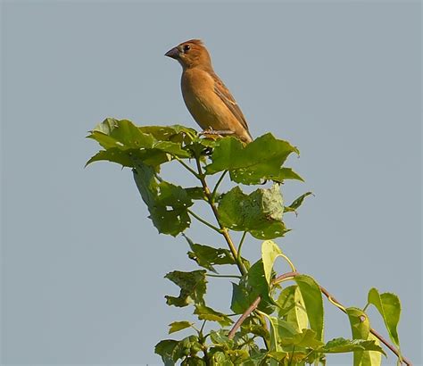 Female Blue Grosbeak | Female Blue Grosbeak (Guiraca caerule… | Flickr