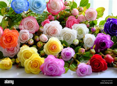 Colorful roses flower background, group of multicolor rose make from ...