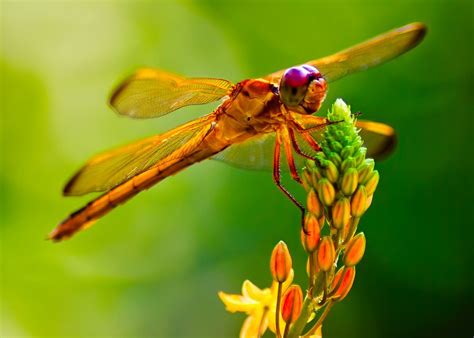 Yellow-Orange Dragonfly | Dragonfly | Pinterest | Dragonflies and Insects