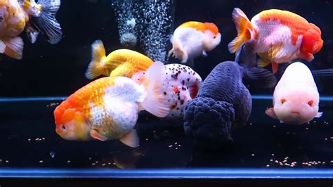 Ranchu Goldfish • Care Guide (Setup, Mates & Diet)