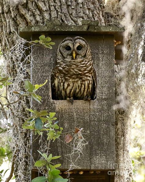 Birds Photograph - Barred Owl In Nest Box by Myrna Bradshaw | Owl, Owl ...