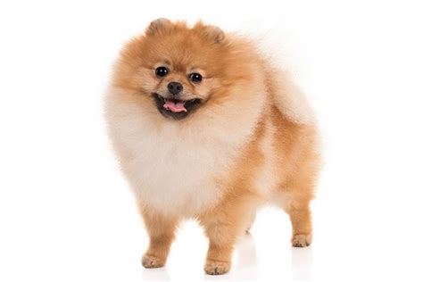 Pomeranian Dog Breed Information