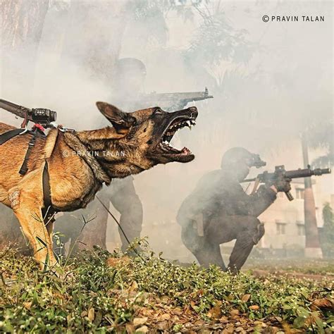 NSG Commandos with their K9 Belgian Malinois, notice the camera mounted ...