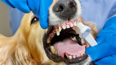 Dog Teeth Cleaning at Home and When to See a Vet - GoodRx