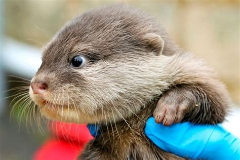 Cute baby otters born at Perth zoo (5 pics) | Amazing Creatures