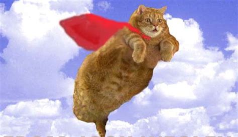 Flying Cats