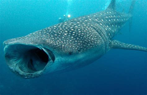 Oslob: Todo por el egoísmo de un selfie con el Tiburón ballena - Con ...