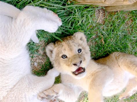 Lion Cubs Playing Free Stock Photo - Public Domain Pictures