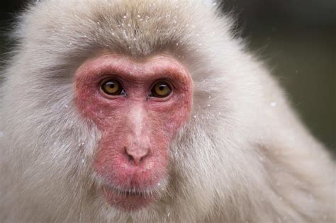 Japanese Macaque Pictures - AZ Animals