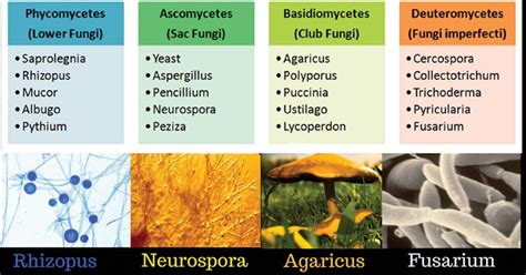 Classification of Fungi