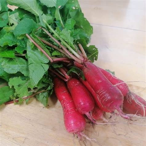 China Rose Radish seeds - Little Green Shop - Ireland's One stop eco ...