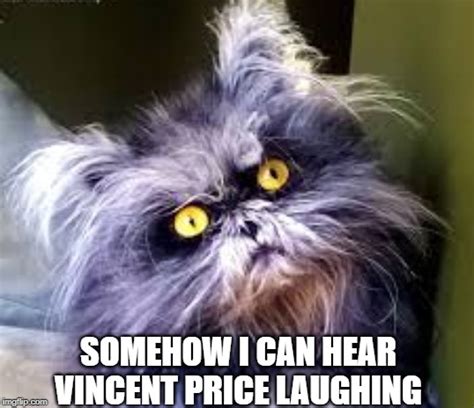 Frazzled Cat Meme - Captions Profile