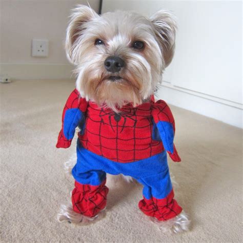 9 Funny Halloween Costumes for Dogs, Dog, Cat and other Pet Friendly ...