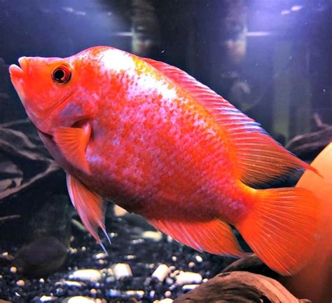 Red Devil Cichlid (Amphilophus labiatus) Species Guide