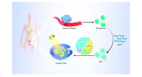 SCHEME 1 | Personalized treatment procedure on PDX model using EC ...