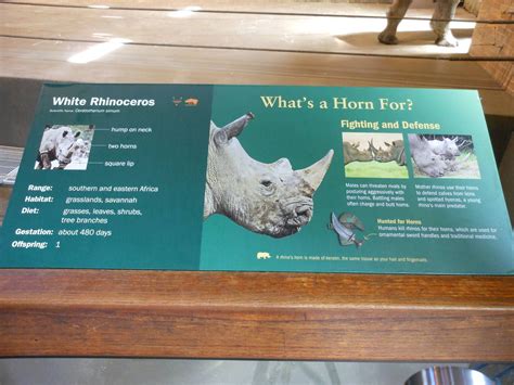 Bronx zoo zoo center white rhinoceros exhibit signage – Artofit