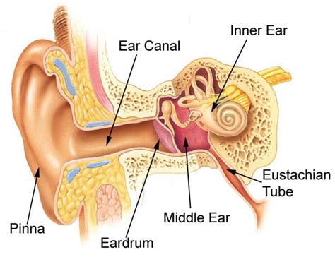 How The Ear Works | Your Summary Of Normal Hearing Function