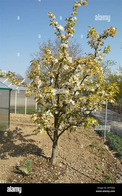 Japanese pear tree Stock Photo - Alamy