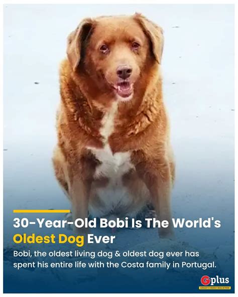 Whats The Oldest Living Dog