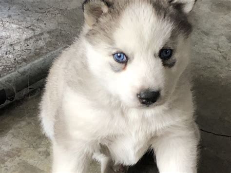 Husky / Malamute mix puppy! The new addition to our family. He was born ...