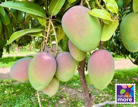 Organic Kent Mango from Peru