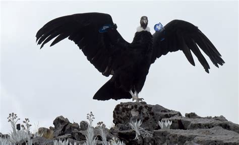 Andean condors under threat as their habitat shrink due to human ...