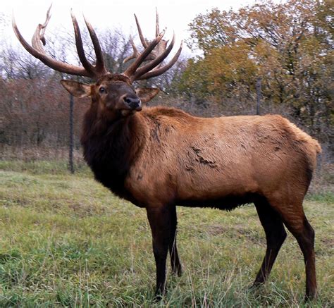 Elk | Description, Habitat, Reproduction, & Facts | Britannica