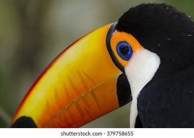 Toco Toucan Eye Close Ramphastos Toco Stock Photo (Edit Now) 1845126193