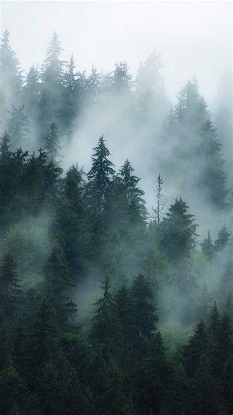 Foggy Forest Wallpaper | Misty Forest | Forest wallpaper, Forest ...