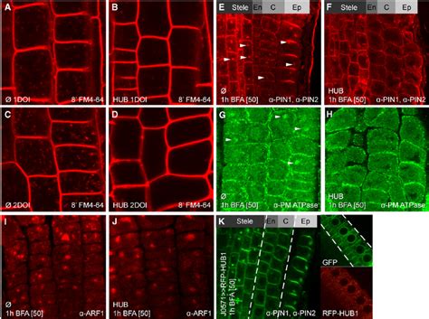 Requirement of Clathrin Function for Endocytosis. | Download Scientific ...