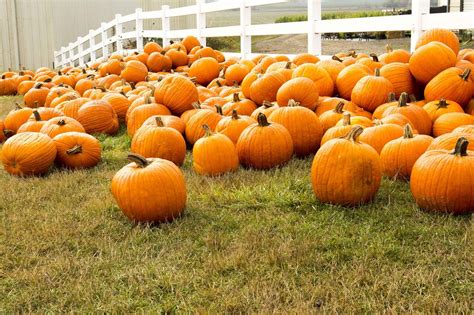 The Best Pumpkin Patches in Arizona | Blog | Arizona Garage Door & Repair