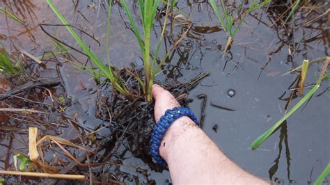 Harvesting Cattail Shoots - Survival Magazine & News - Bushcraft ...