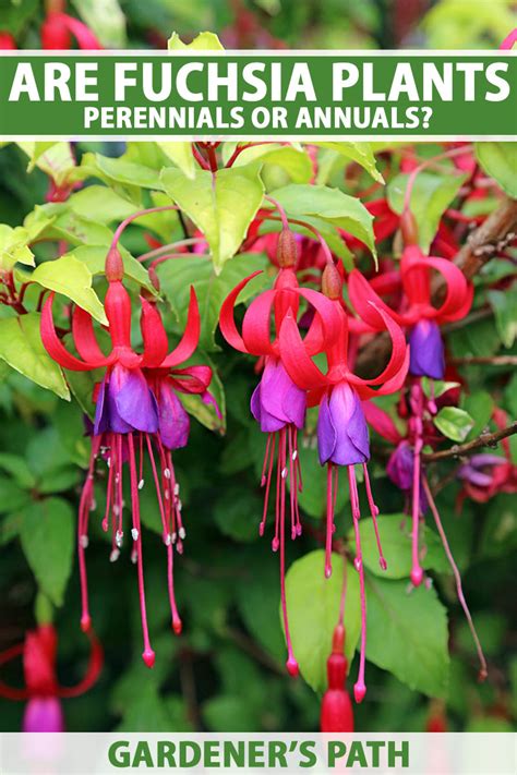 Are Fuchsia Plants Perennials or Annuals? | Gardener’s Path