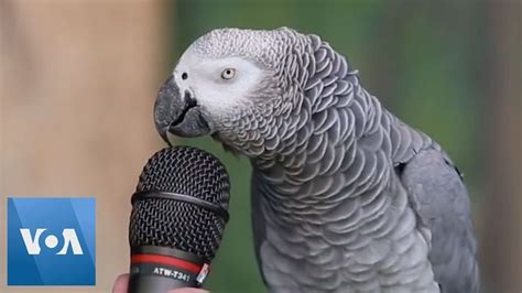 Talking Parrot | VOANews | Talking parrots, African grey parrot talking ...