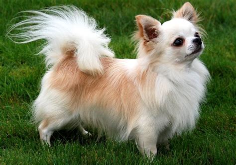 chihuahua ou chiwawa - race de chien et chiot