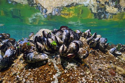 Mussels as biodiversity archives - Techzle