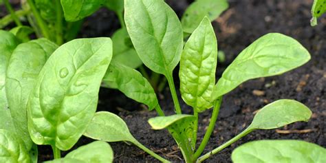 How Much Space Does A Spinach Plant Need? (With Examples)