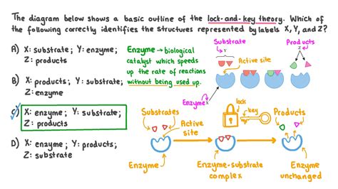 Question Video: Identifying the Enzymes, Substrates, and Products ...