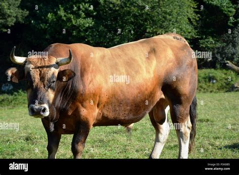 caw standing on the grass, looking Stock Photo - Alamy