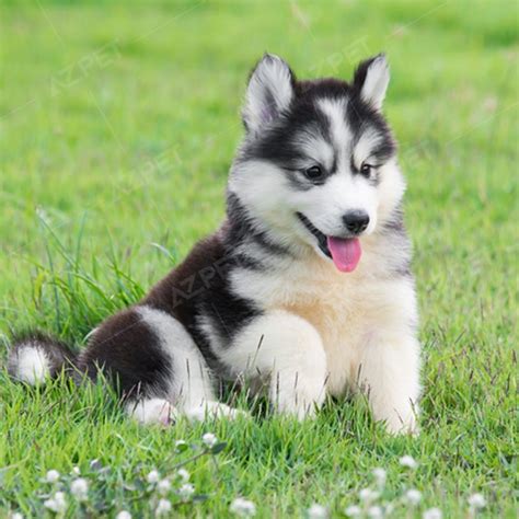 Bán Chó Husky Thuần Chủng - Bảo Hành Toàn Diện 365 Ngày