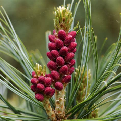 Seeds of PINUS PUMILA - Dwarf Siberian Pine - The Original Garden