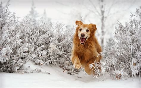 Second Chances: 5 Ways to Exercise Your Dog in the Winter