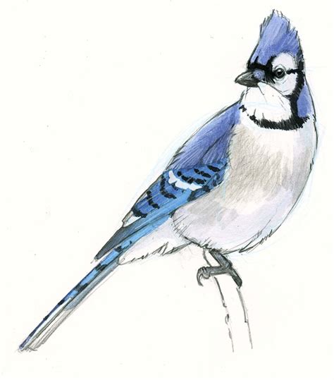 Paint a scientific illustration of a Blue Jay with watercolor in this ...