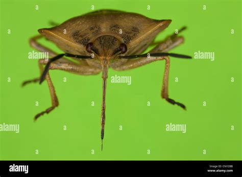 stink bug (Carpocoris fuscispinus), front view with the proboscis ...