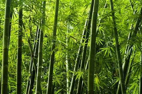 Bamboo Trees for Sale - Buying & Growing Guide - Trees.com