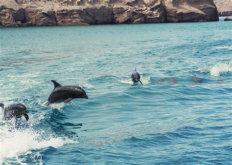 Isla Espiritu Santo: Snorkeling with Sea Lions | Good Life Eats