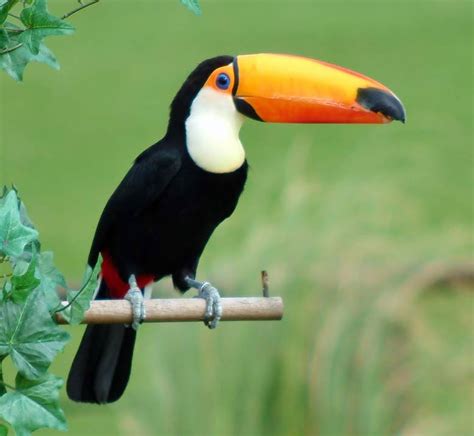 Toco Toucan Facts, Habitat, Diet, Life Cycle, Baby, Pictures