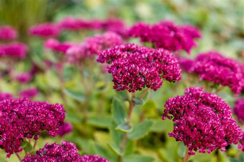 Sedum Care & Growing Tips In The UK | UpGardener™